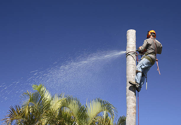 How Our Tree Care Process Works  in  Taylor, PA