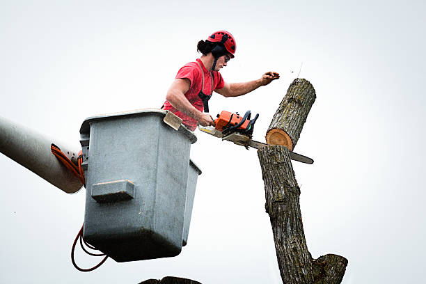 Best Root Management and Removal  in Taylor, PA