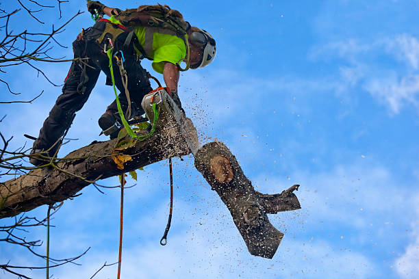 Best Tree and Shrub Care  in Taylor, PA